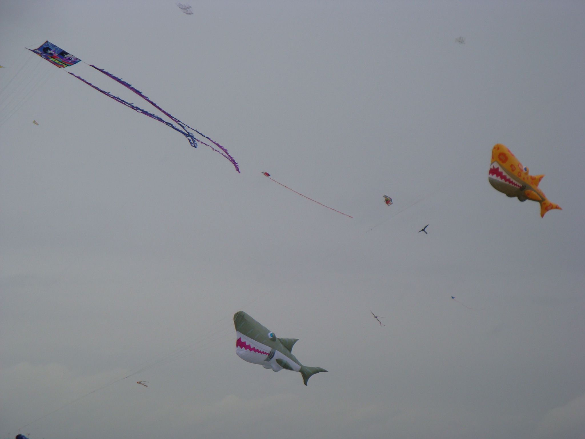 Attached picture Kite 3.jpg